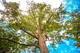 Best Emergency Tree Removal  in Bakersfield, CA