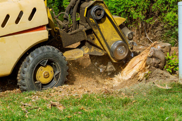 Best Commercial Tree Services  in Bakersfield, CA