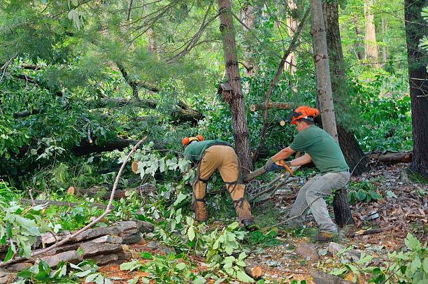 Best Tree Maintenance Programs  in Bakersfield, CA